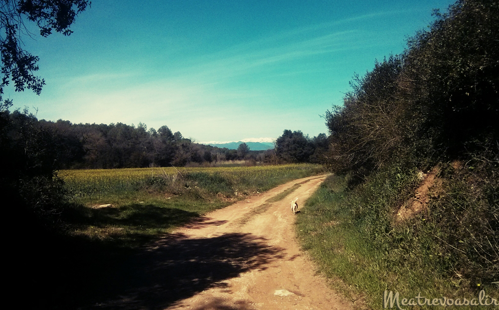 Meditar con la respiración: Respirar es Ser