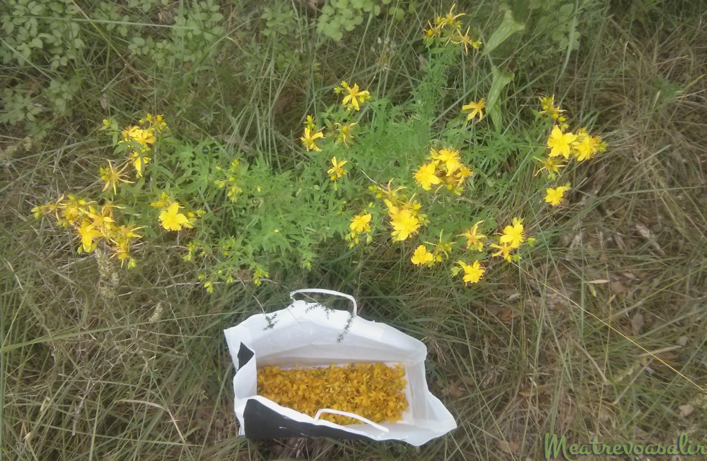 Recolección, elaboración y propiedades de infusión de hipérico: Recetas Chamánicas