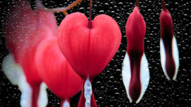 Vivir desde el amor: herramientas y ejercicios para reconectar con el corazón
